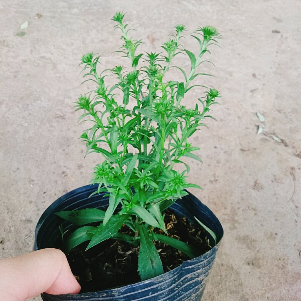 Cây Hoa Thạch Thảo (Hồng) - cây cảnh để bàn
