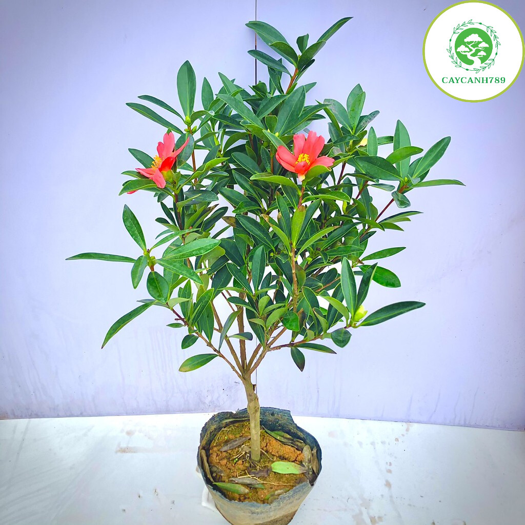 Cây Trà tứ quý đang nụ và hoa cao 50-60cm