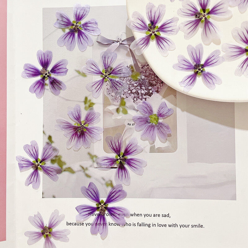12pcs Real Dried Pressed Flower Mallow Marshmallow Dried Flowers