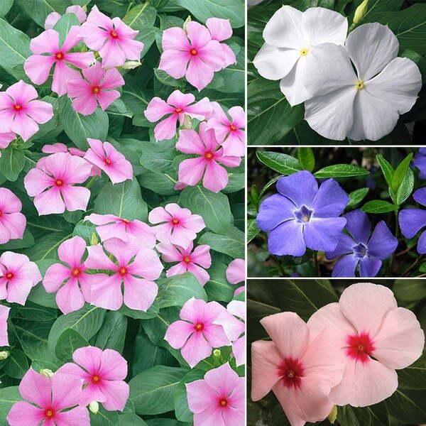 Local Ready Stock 20 Pcs Rare Periwinkle Flower Seeds Catharanthus Roseus Vinca Seeds For Garden Planting Flower Seeds Malaysia Biji Benih Pokok Bunga Vinca Real Plant Gardening Deco Lazada