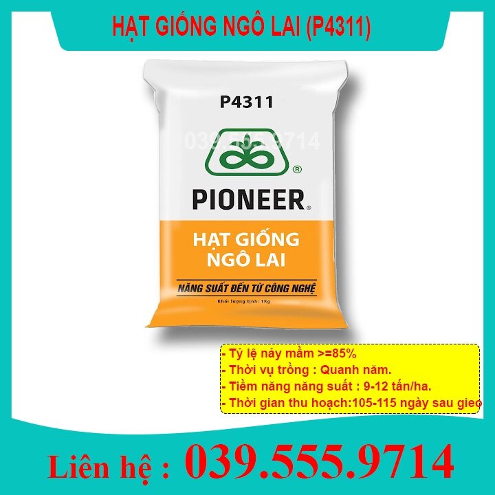 Hạt Giống Ngô lai đơn Năng Suất Cao P4311 - 1kg - Ngô Sinh Khối chuyên làm thức ăn chăn nuôi - Hạt giống ngô chăn nuôi