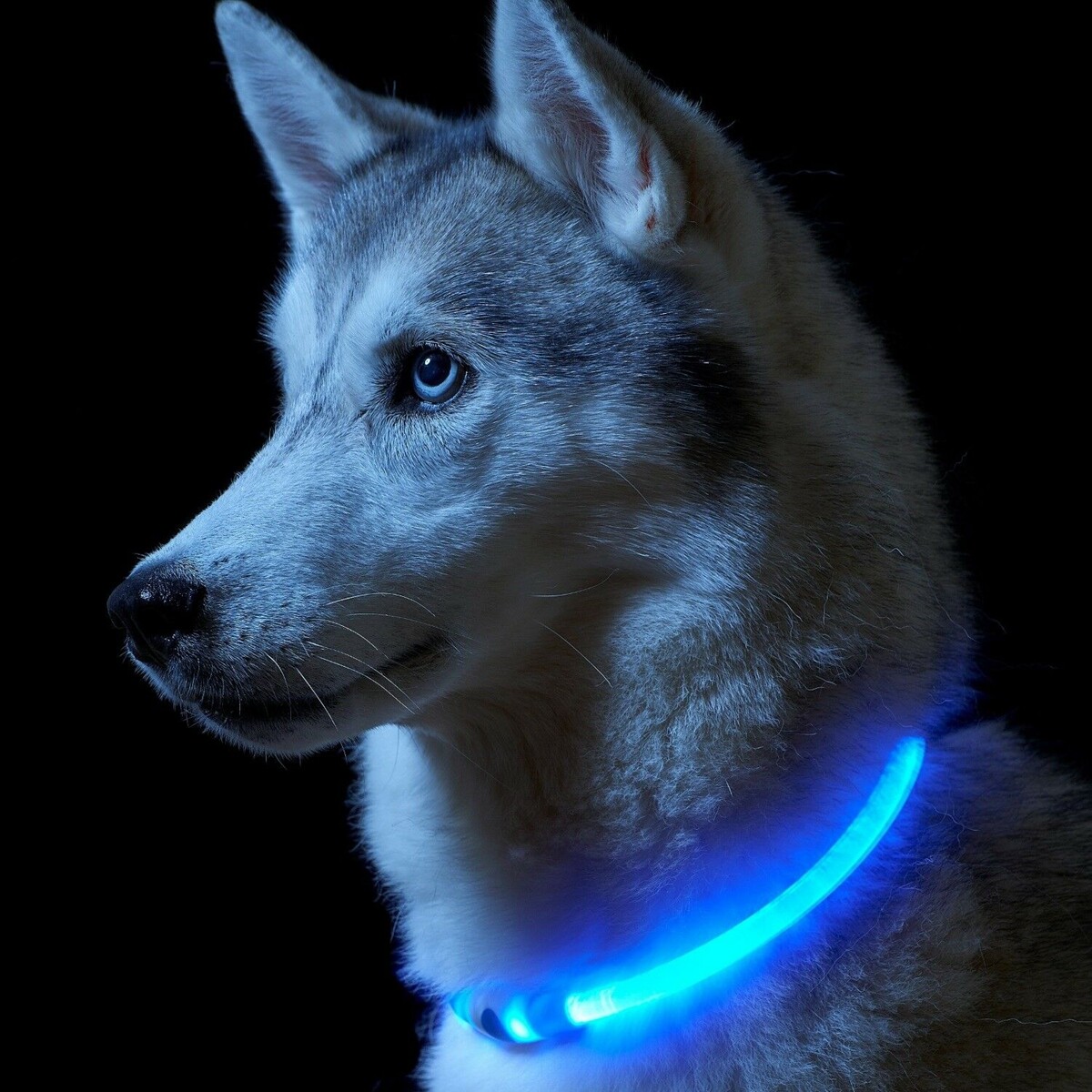 lighted leashes and collars