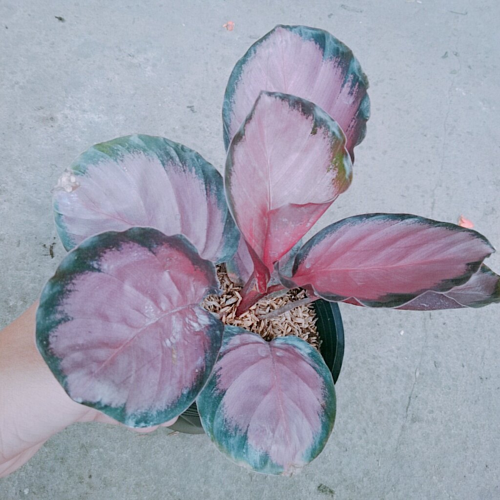 Cây Đuôi Công Hồng - cây cảnh để bàn