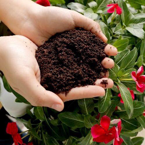 1Kg Phân bón trùn quế hữu cơ nguyên chất