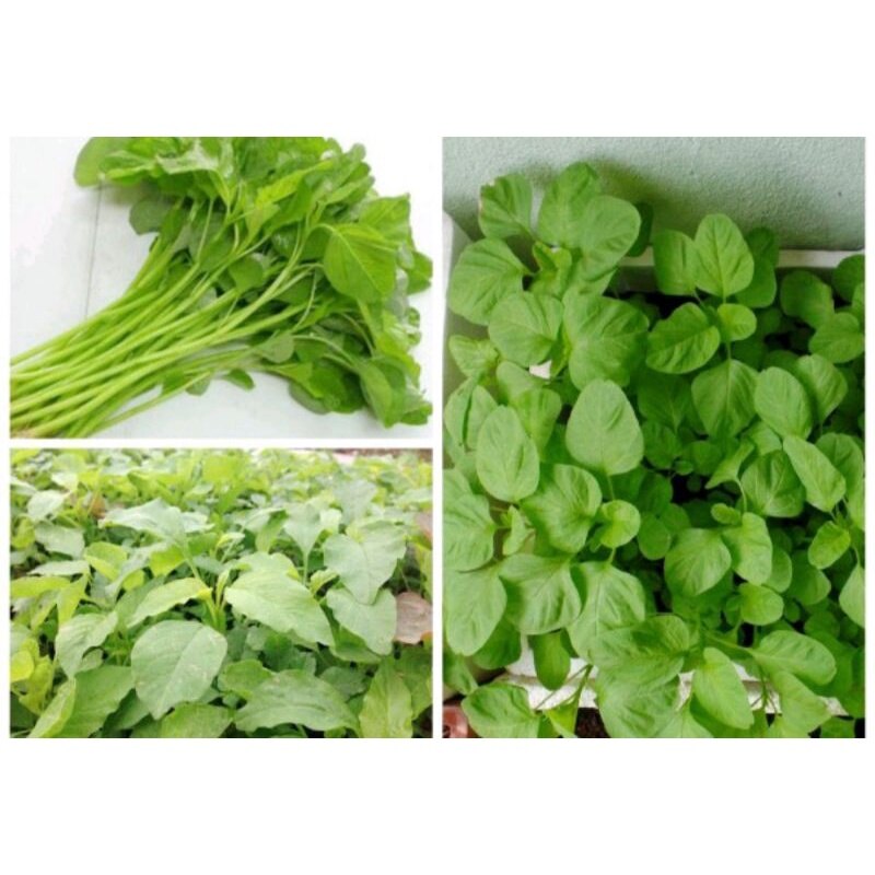 Gói 20g hạt giống rau dền xanh