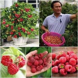 Ma26 hạt giống quả mâm xôi đỏ 30 hạt