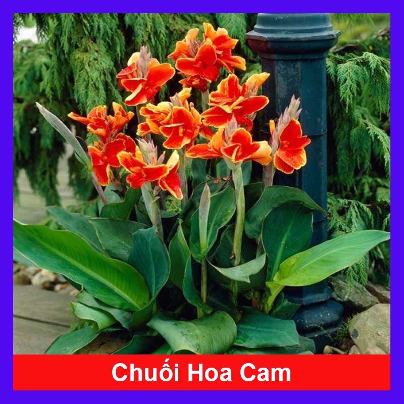 Cây Chuối Hoa thái - cây cảnh sân vườn