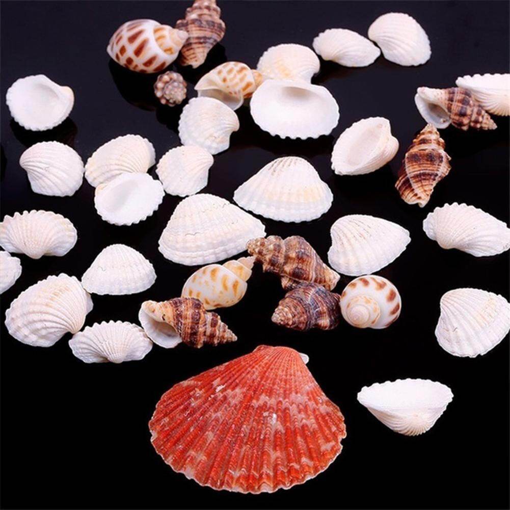 Xavierb 100g Mixed Shape Seashell Conch Aquarium Mini Landscape Ornament DIY Craft Decor