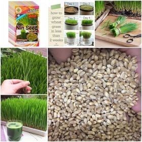 Hạt giống cỏ lúa mì dễ trông, thơm ngon gói