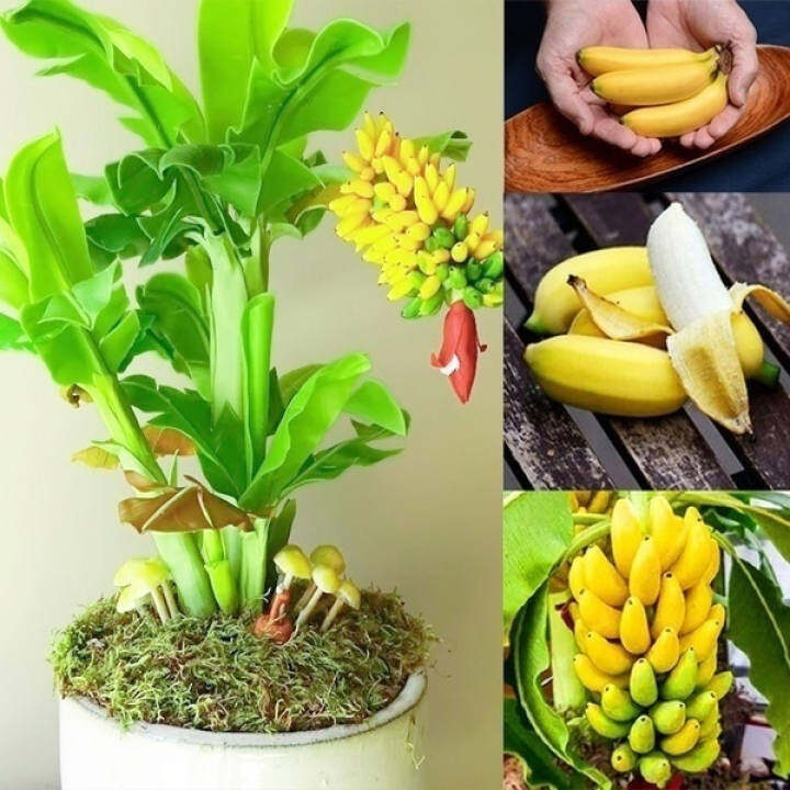 Cây Chuối Lùn Cây Ăn Quả Hiếm Cây Bonsai Mini Cây Không Biến Đổi Dinh Dưỡng, Trồng Cây Trong Vườn Nhà