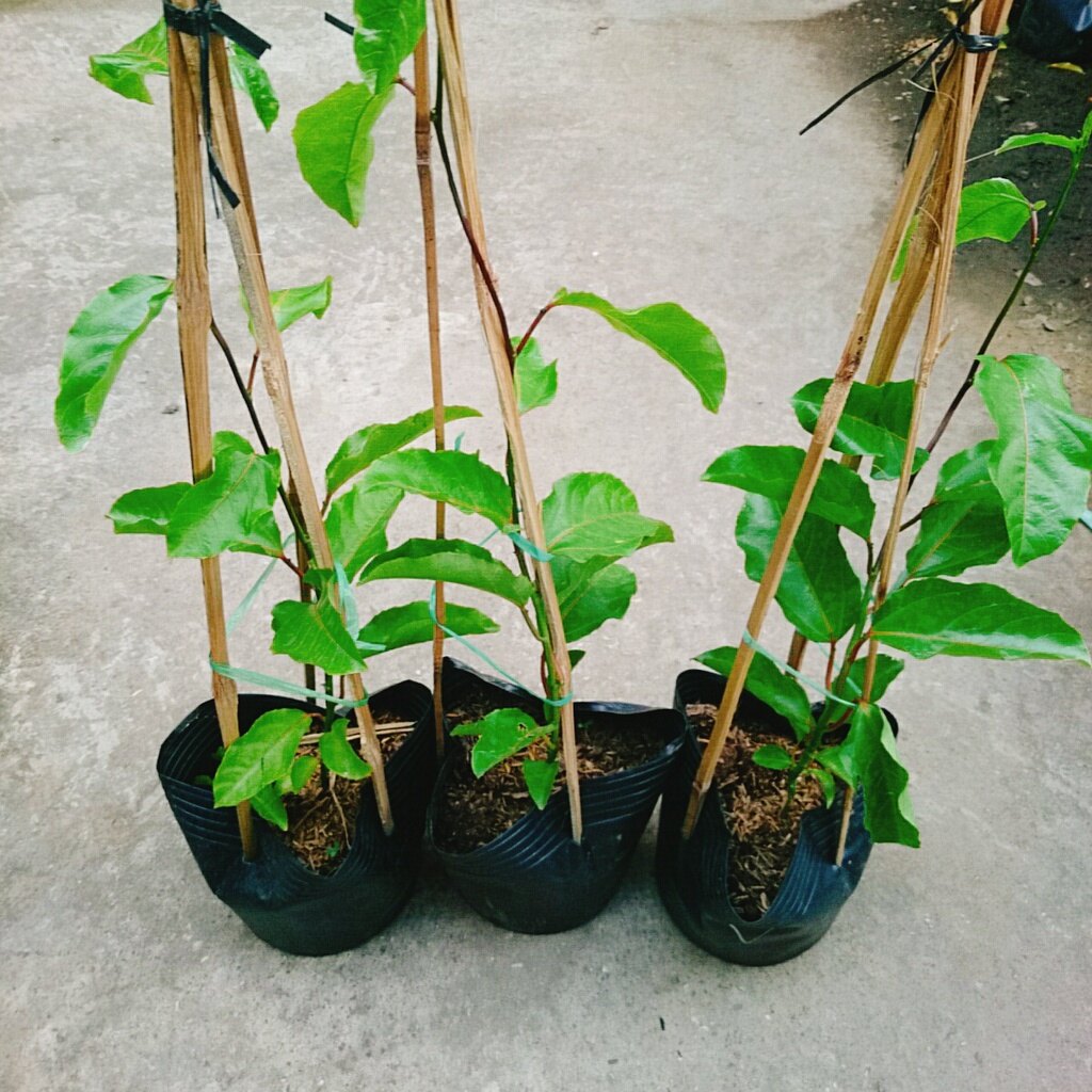 Cây Chanh Dây Ngọt Vàng - 3 tháng cho trái