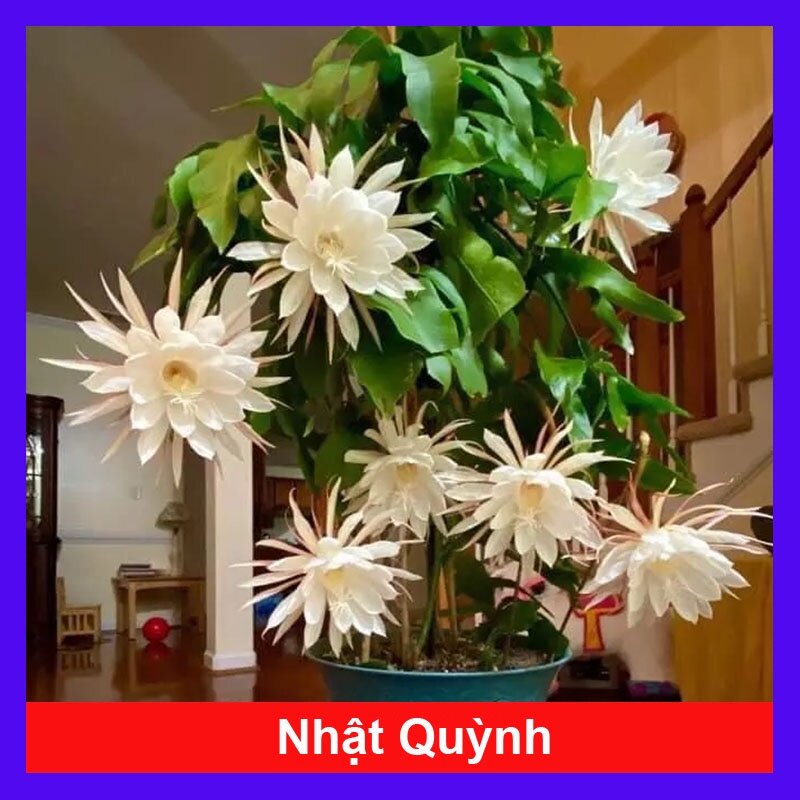 Hoa nhật quỳnh - hoa thơm nở quanh năm