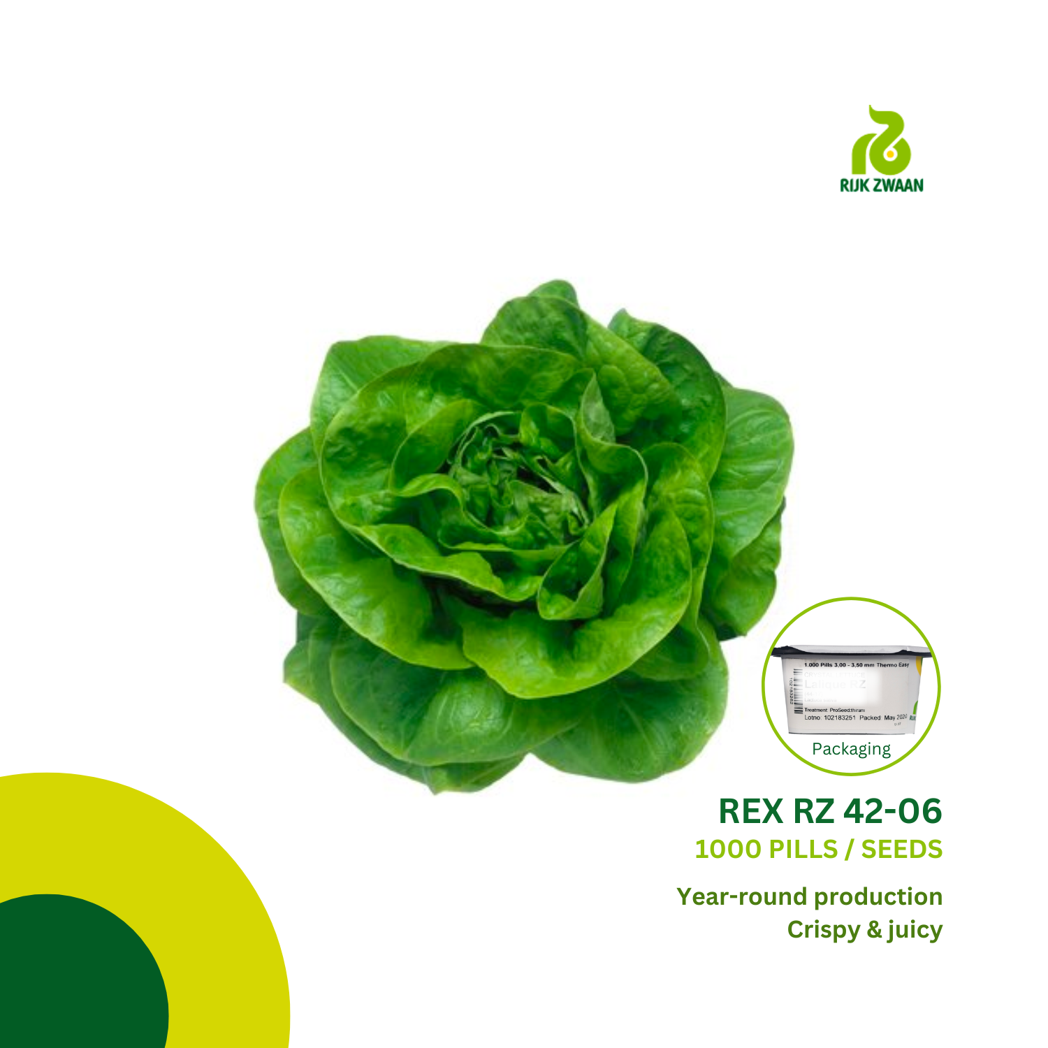 Rijk Zwaan REX RZ (4206) Lettuce Butterhead Seeds (1000 pills) Lazada