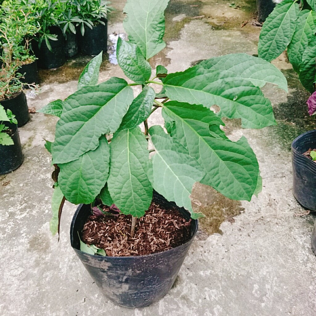 Cây Hoa Pháo Bông - cây cảnh đẹp