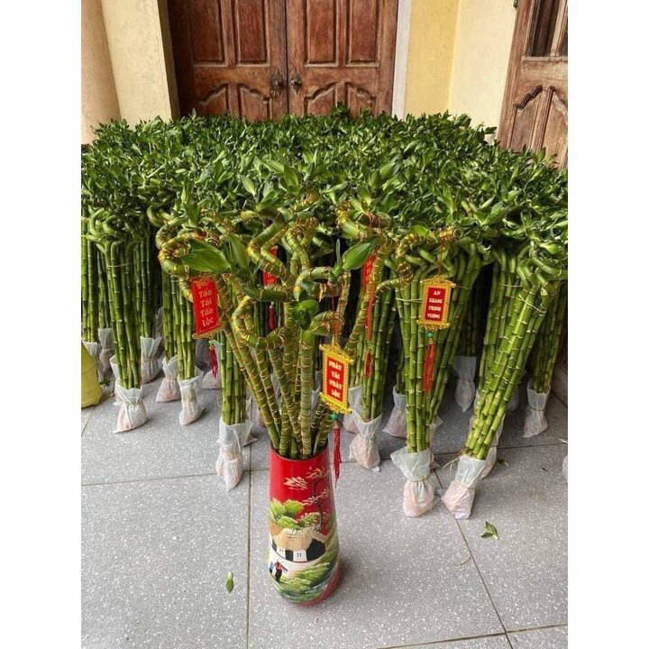 Bó 10 cây phát tài xoắn - Trúc đầu rồng dài 50 cm cây phong thuỷ hút tài lộc