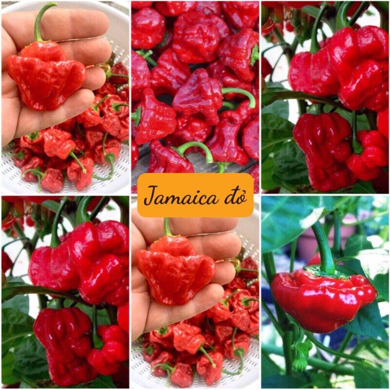 Hạt Giống Ớt Jamaica Đỏ