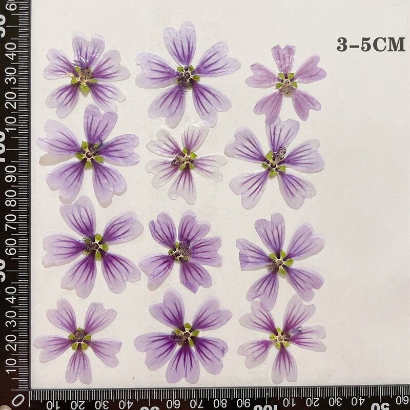 12pcs Real Dried Pressed Flower Mallow Marshmallow Dried Flowers
