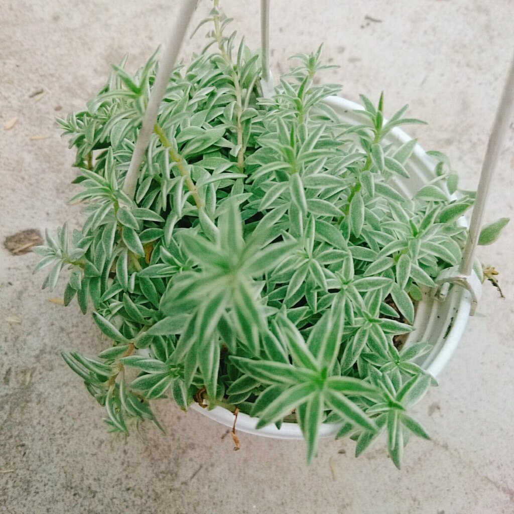 Sen Đá Sao Biển - cây cảnh trang trí