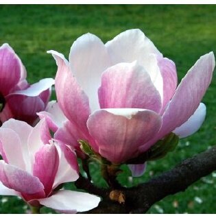 MA255B Hạt Giống Hoa Mộc Lan 5 Hạt (gói 5 hạt, tặng phân)