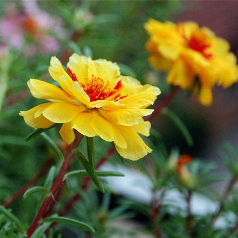 Philippines Ready Stock Portulaca Seeds 1000 Seeds / Bag Beautiful Sun