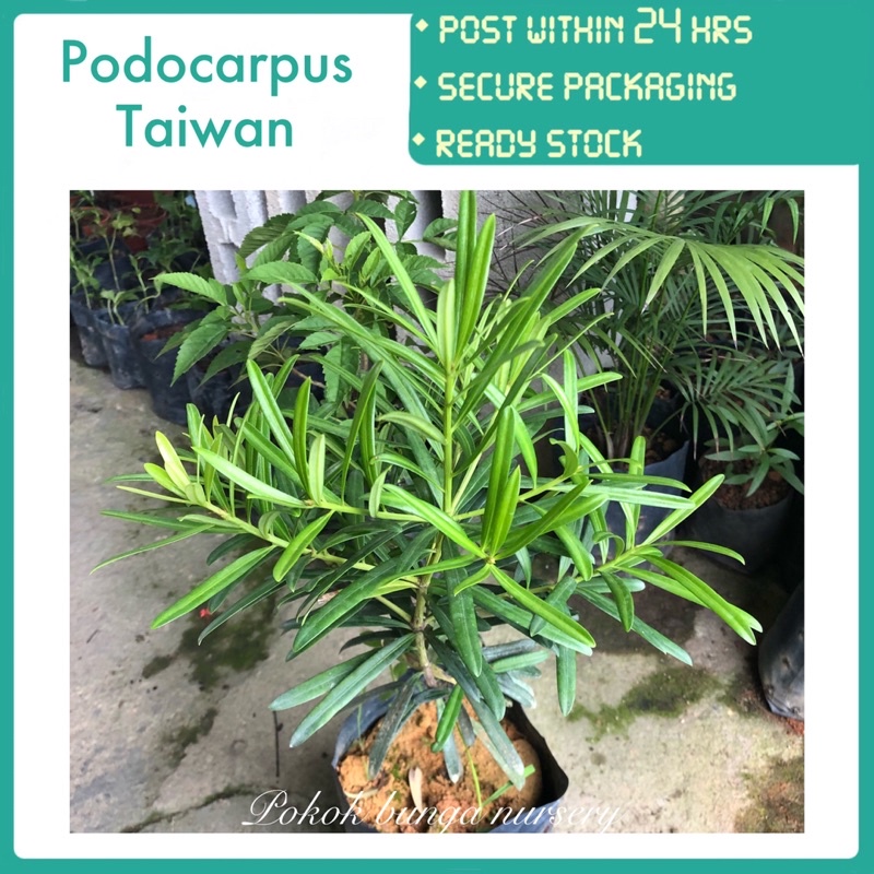 Pbn Tree PBN - podocarpus Taiwan - anak pokok bunga nursery bonsai Buddhist pine ...