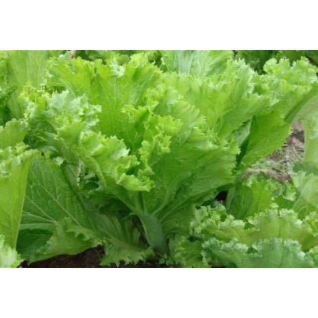 HẠT GIỐNG CẢI BẸ MÀO GÀ (gói 20gr)