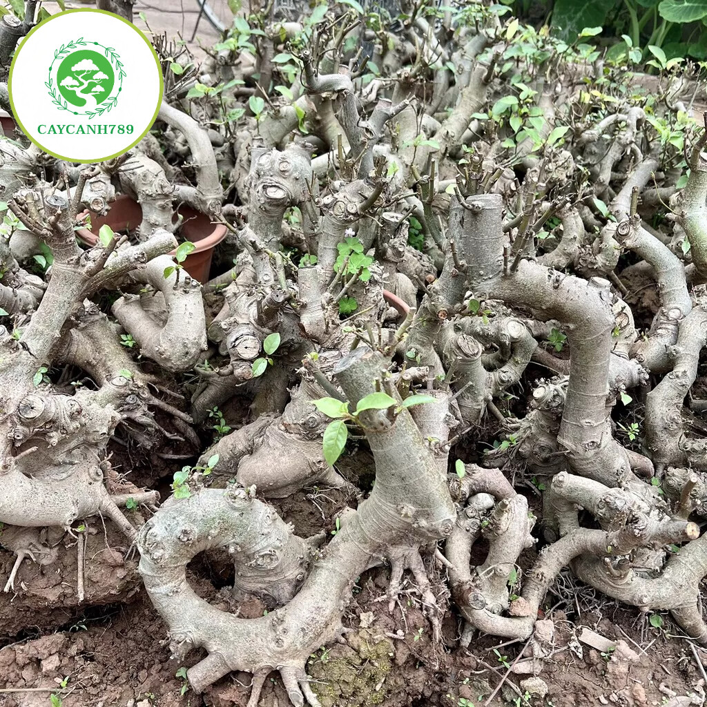 Cây sung phôi bonsai mini( ảnh thật ).