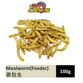 Mealworms 100g Feeder Reptile Sugar Glider Lizard Jkpethome