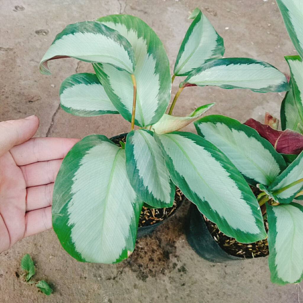Cây Đuôi Công Trắng - Đuôi Công Lá Bạc