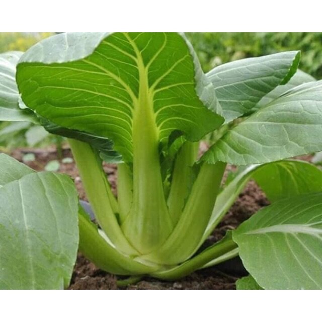 Hạt giống cải pokoy xanh