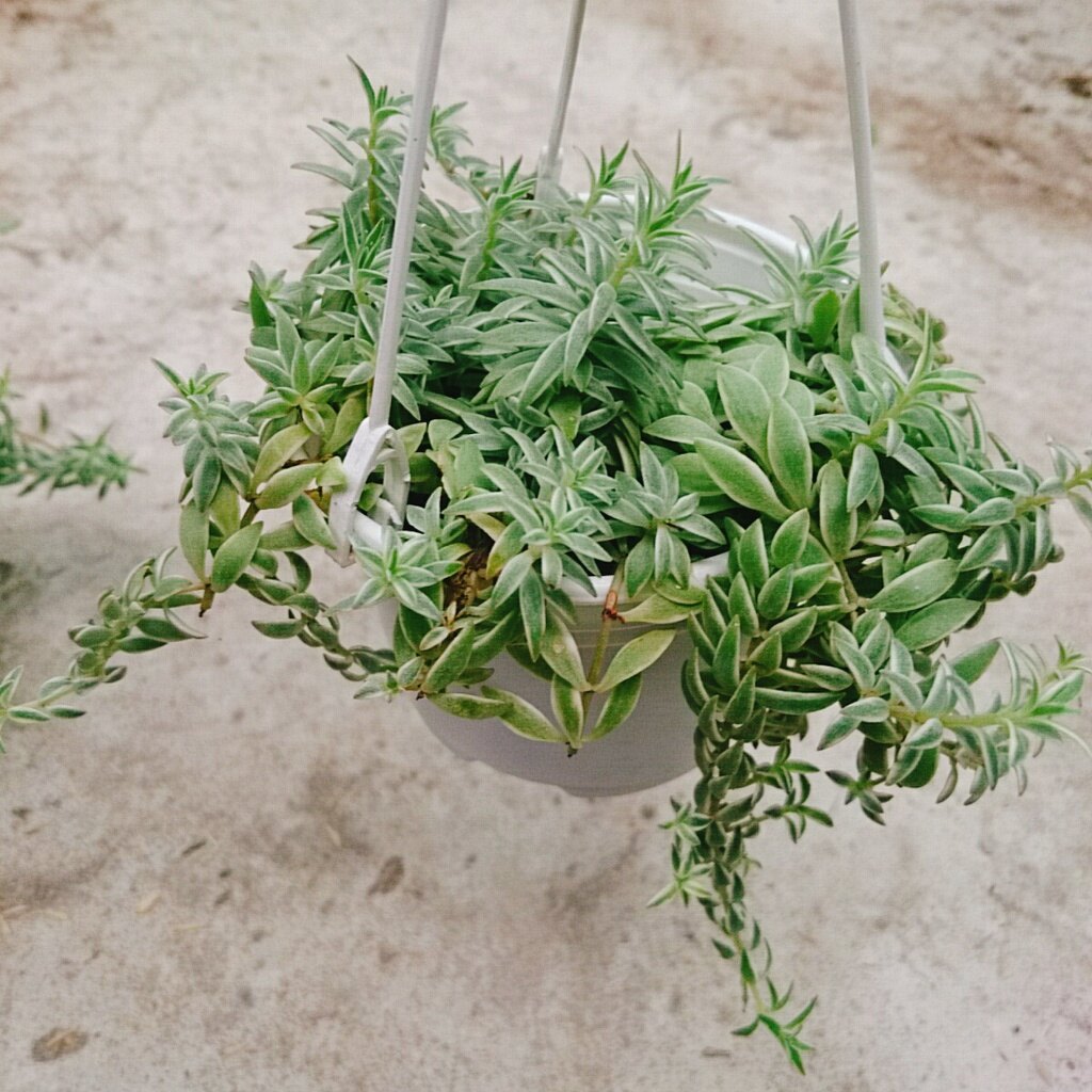 Sen Đá Sao Biển - cây cảnh trang trí