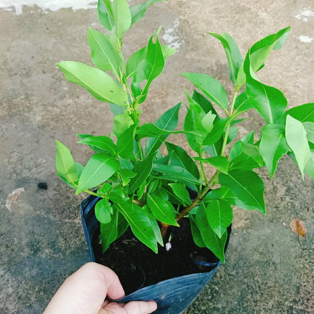 Cây vối nếp - 10 công dụng thần kỳ