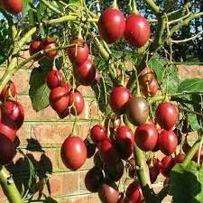 MA222 Hạt Giống Cà Chua Thân Gỗ 10 Hạt