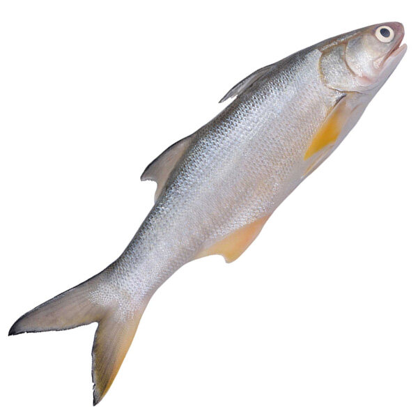 IKAN SENAGIN SEGAR / FRESH FOURFINGER THREADFIN Lazada