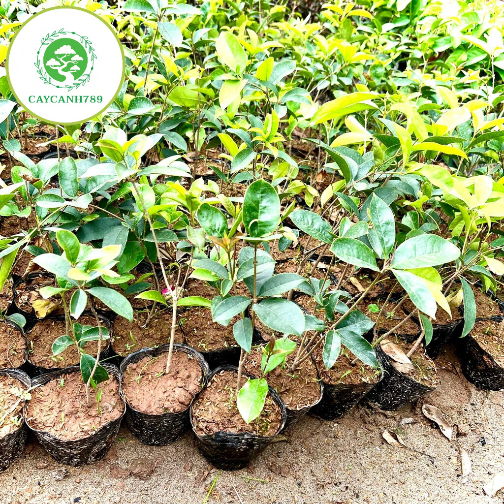 Cây mộc hương ta hoa vàng cao 50cm..