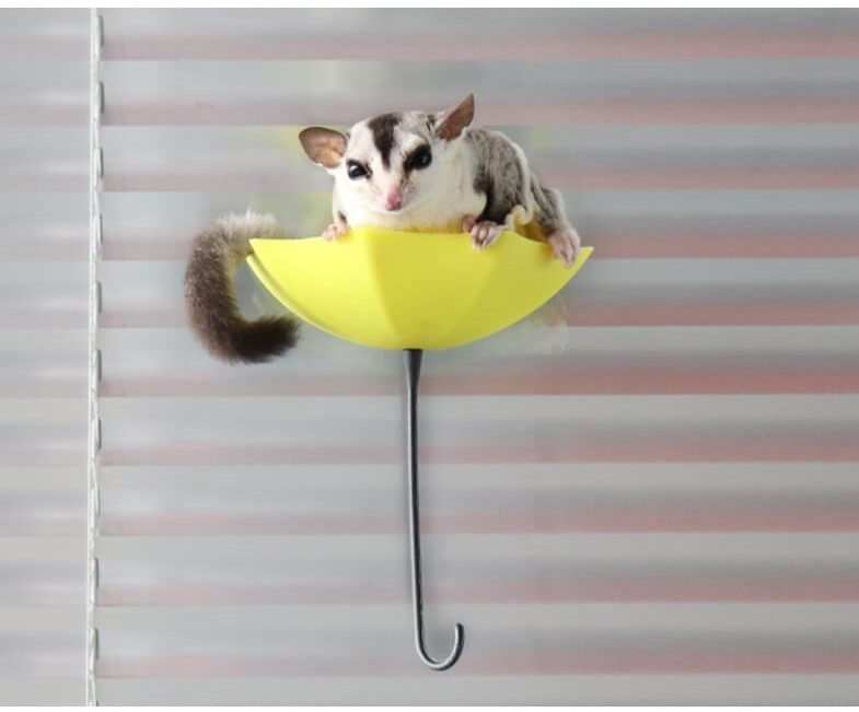 Sugar Glider Toy Gliding Platform 蜜袋鼯玩具滑翔跳台| Lazada