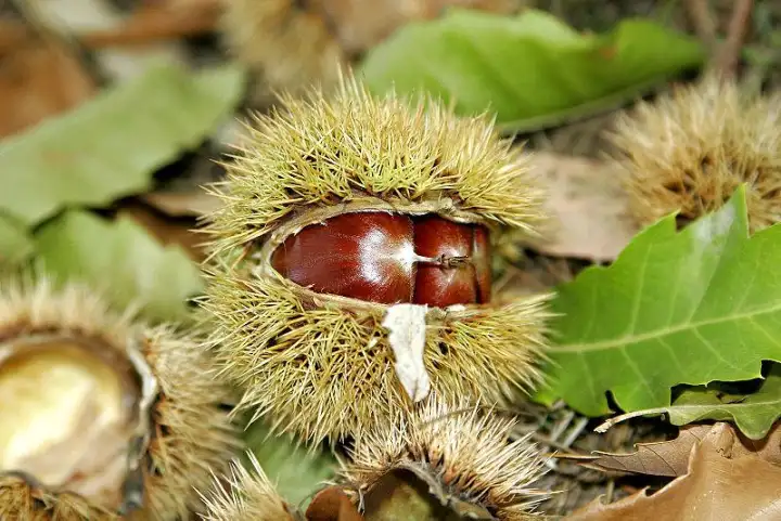 Pokok Berangan Dari Thailand Online Plant Seeds And Bulbs With Price Lazada Pokok Berangan Dari Thailand