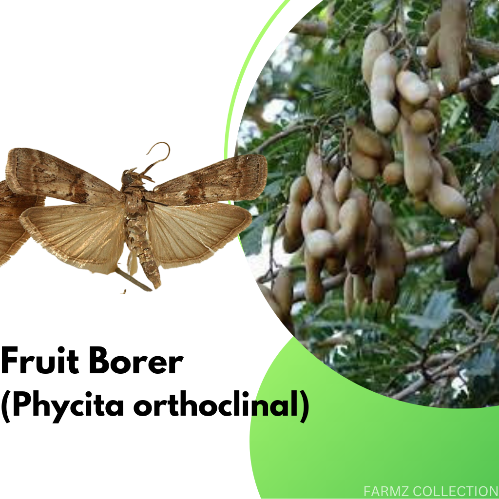 Insecticide Racun Serangga Pokok Asam Tamarind fruit borer Phycita