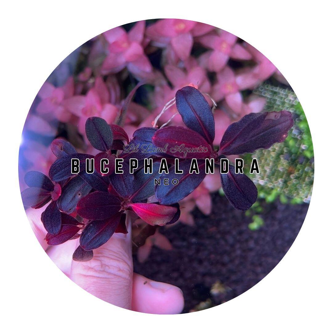 Bucephalandra sp. Neo 2015 Bucephalandra Plants - Beauty