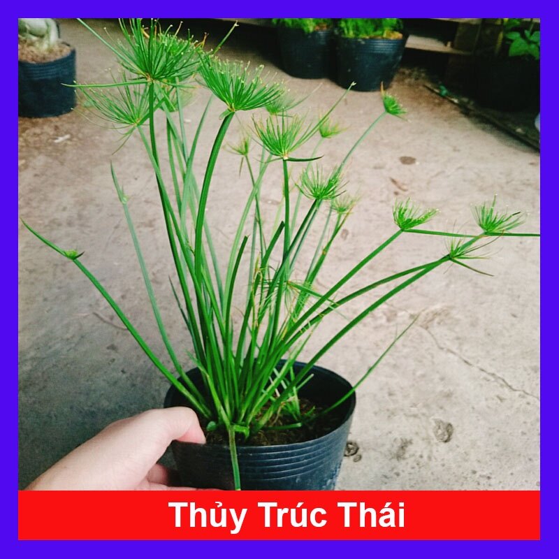 Cây Thủy Trúc Thái - cây cảnh thủy sinh