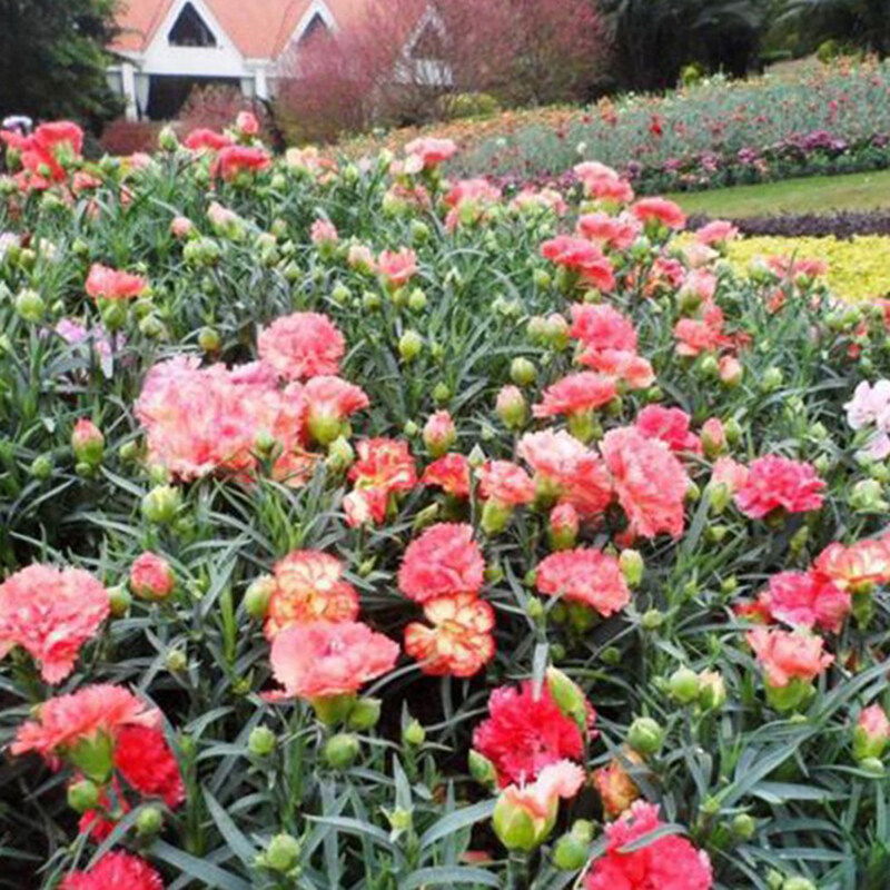Philippines Ready Stock 200pcs/bag Carnation Seeds Dianthus