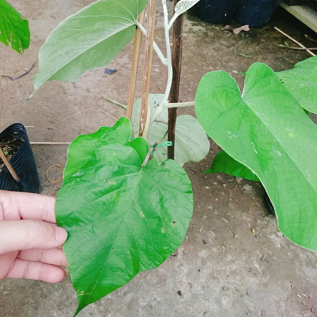 Dây Leo Cát Đằng Lá Lớn - cây cảnh vườn
