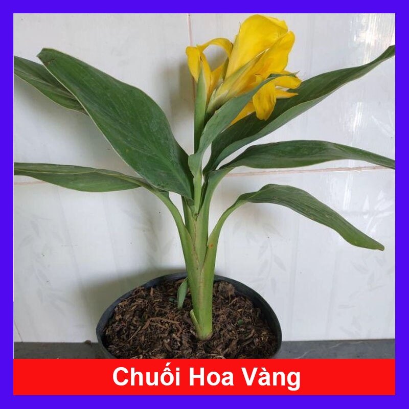 Cây Chuối Hoa thái (màu vàng, thân lùn) - cây cảnh sân vườn