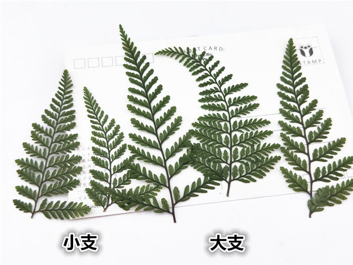 12 Mẫu Thực Vật Hoa Ép Khô Lá Gutta Percha