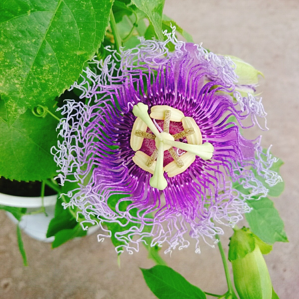 Cây Hoa Sao Biển (Tím) - cây cảnh đẹp