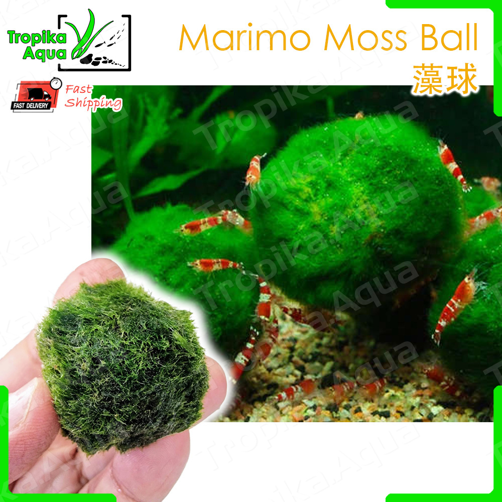 Marimo Moss Ball (Cladophora Aegagropila) 藻球 - aquarium aqua plant fish ...