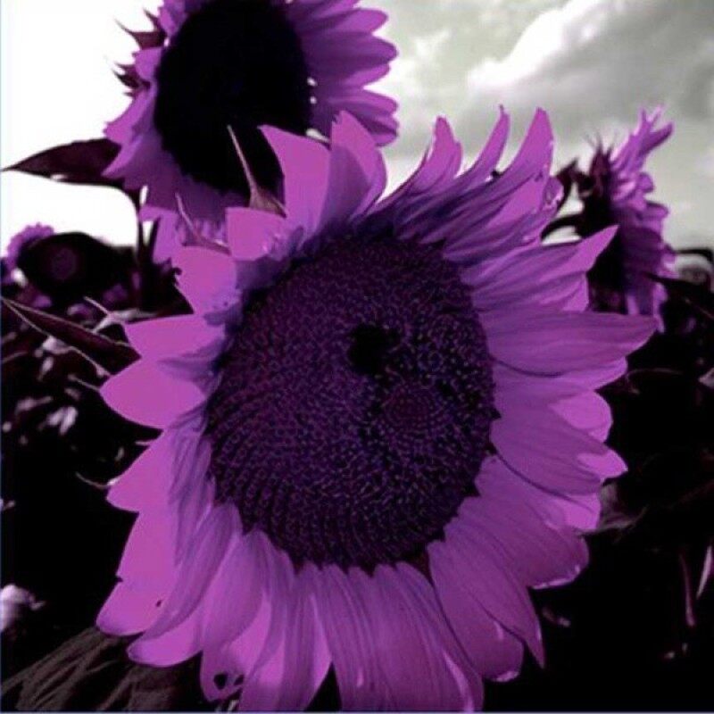 LazadaChoice New 20/Pcs Purple Sunflower Seeds Sun Flower Plant Flower Beautiful Flower