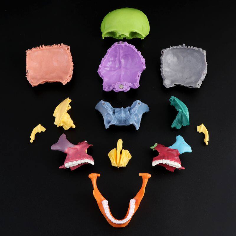 15pcs/set 4D Disassembled Color Skull Anatomical Model Detachable Teaching Tool