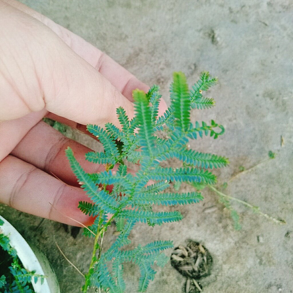 Cây Dương Xỉ Dạ Quang - cây cảnh để bàn