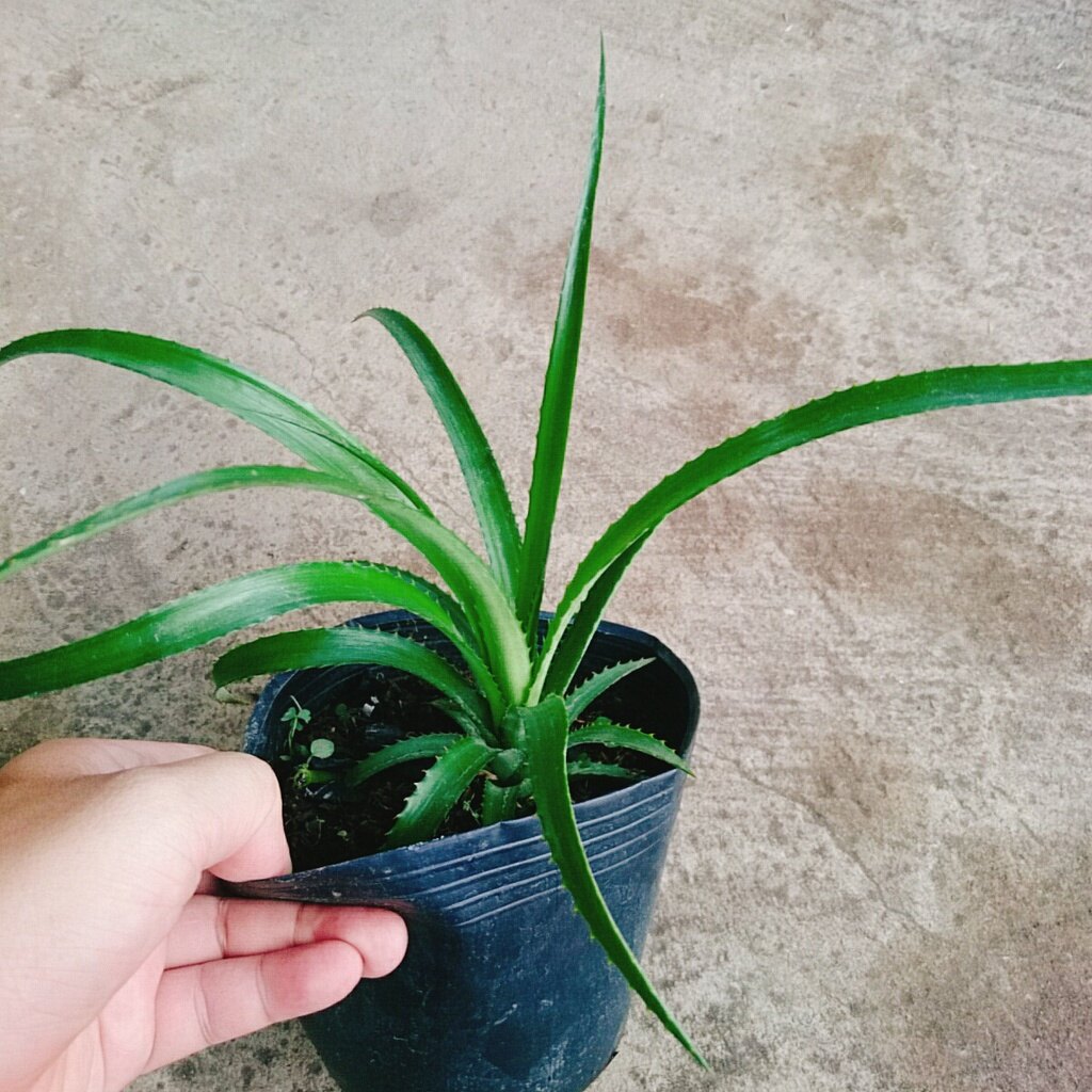 Cây dứa cảnh - cây thơm baby